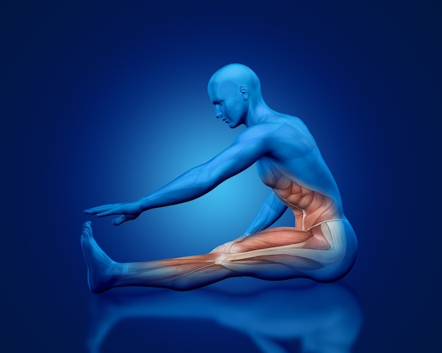 3D figure médicale masculine bleue avec carte musculaire partielle en posture d'étirement