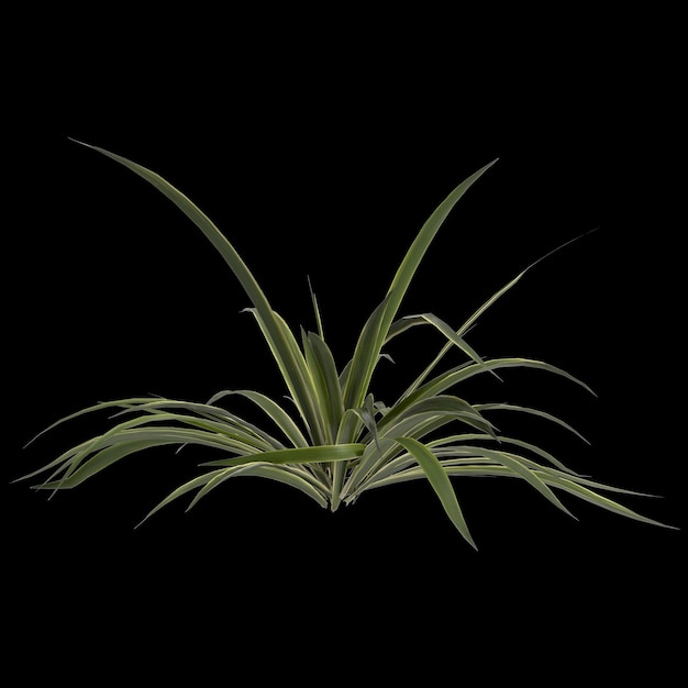 3d illustration de l'agave bracteosa plante isolée sur fond noir