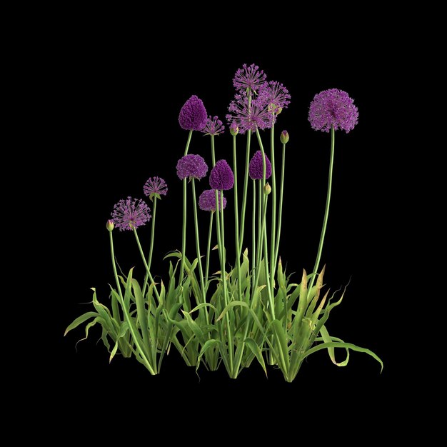 3d illustration d'allium hollandicum bush isolé sur fond noir