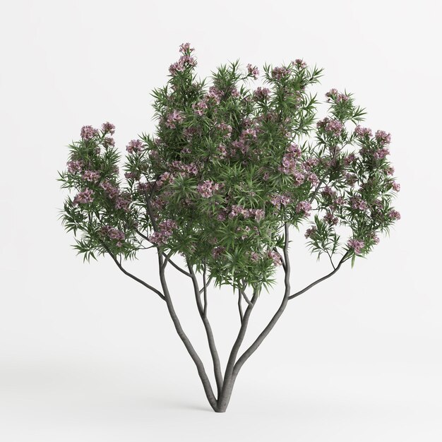 3d illustration de l'arbre de l'aube rose isolé sur fond blanc