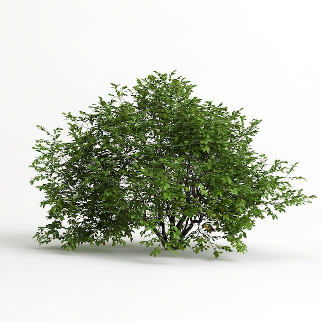 3d illustration d'arbre isolé sur fond blanc