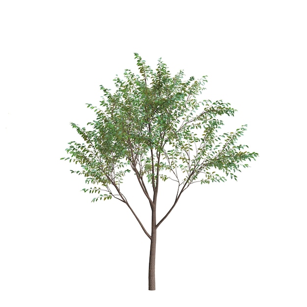 3d illustration d'arbre de rue isolé sur fond blanc