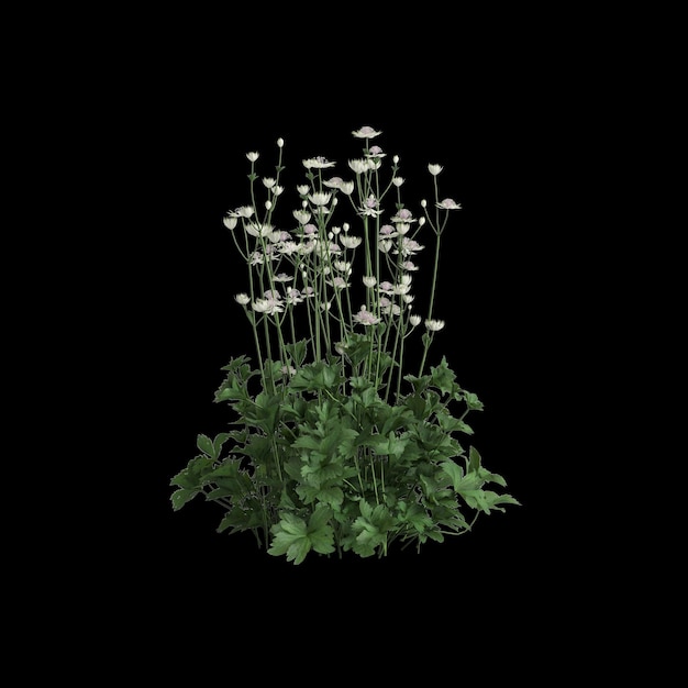 3d illustration d'astrantia major bush isolé sur fond noir