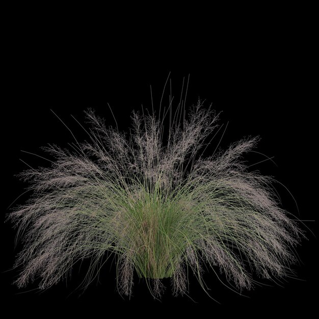 3d illustration de buisson muhly isolé sur fond noir