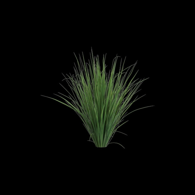 3d illustration de carex apressa bush isolé sur fond noir