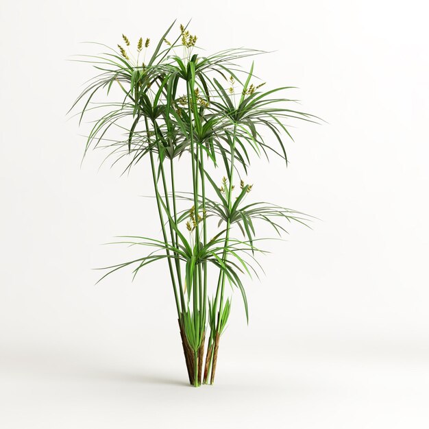 3d illustration de cyperus alternifolius isolé sur fond blanc