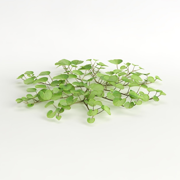 3d illustration de Dichondra repens arbre isolé sur blanc et son masque