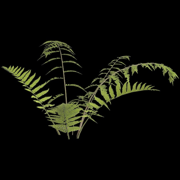 3d illustration de la fougère plante feuille de fougère isolé sur fond noir