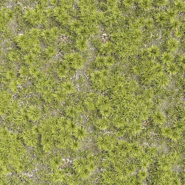 3d illustration de l'herbe fond texture nature vue de dessus