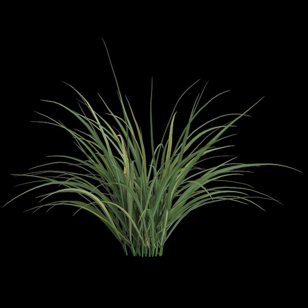 3d illustration de miscanthus bush isolé sur fond noir