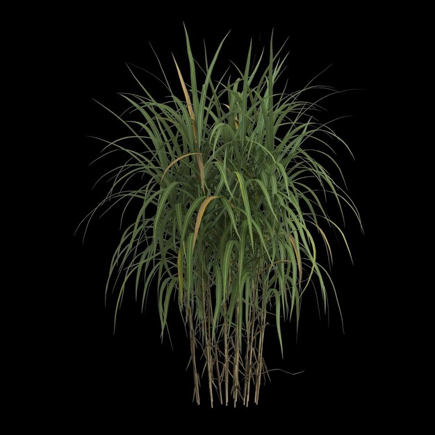 3d illustration de miscanthus giganteus bush isolé sur fond noir