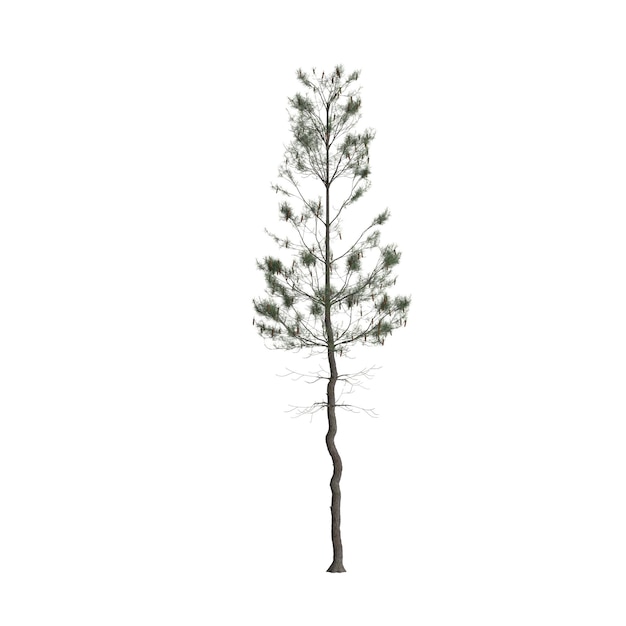 3d illustration de pinus strobus arbre isolé sur fond blanc