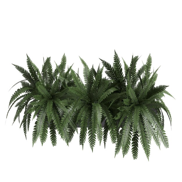 3d illustration de plante caressée hangong isolé sur fond blanc