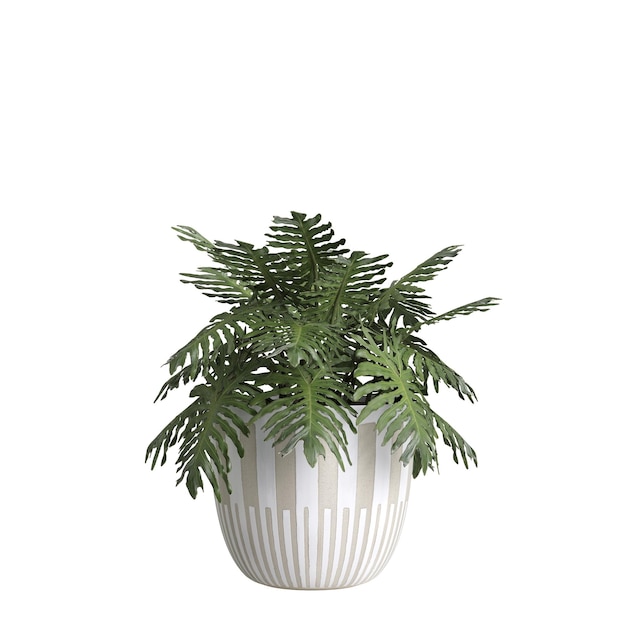 3d illustration de plante d'intérieur isolé sur fond blanc