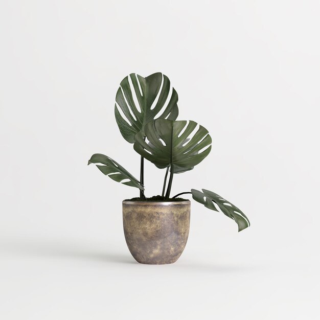 3d illustration de plante d'intérieur isolé sur fond blanc