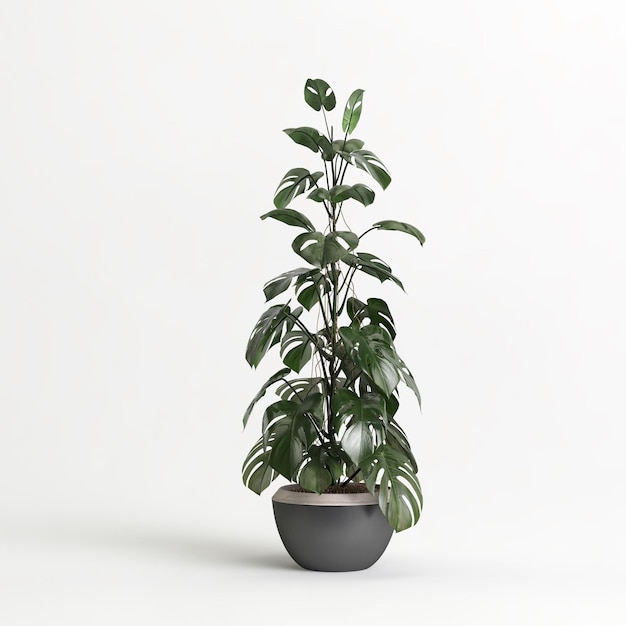 3d illustration de plante d'intérieur en pot sur fond blanc