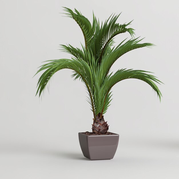 3d illustration de plante d'intérieur en pot isolé sur fond blanc