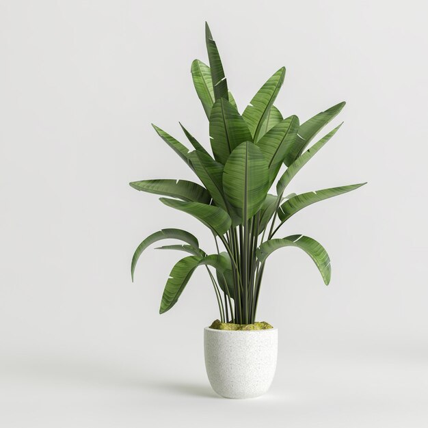 3d illustration de plante d'intérieur en pot isolé sur fond blanc