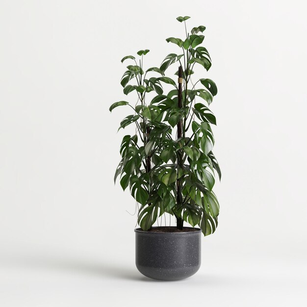 3d illustration de plante d'intérieur en pot isolé sur fond blanc