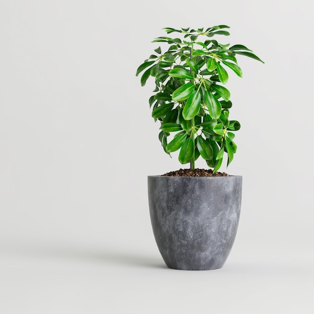 3d illustration de plante d'intérieur en pot moderne isolé sur fond blanc