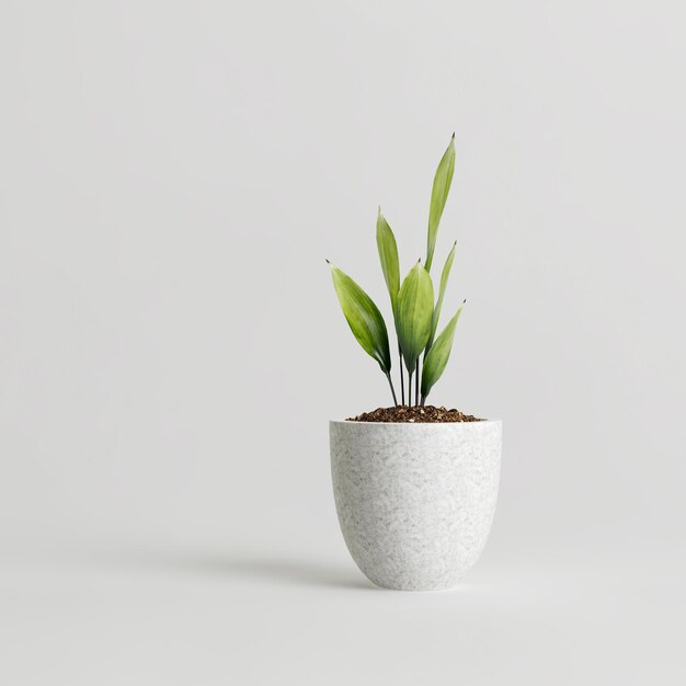 3d illustration de plante d'intérieur en pot moderne isolé sur fond blanc