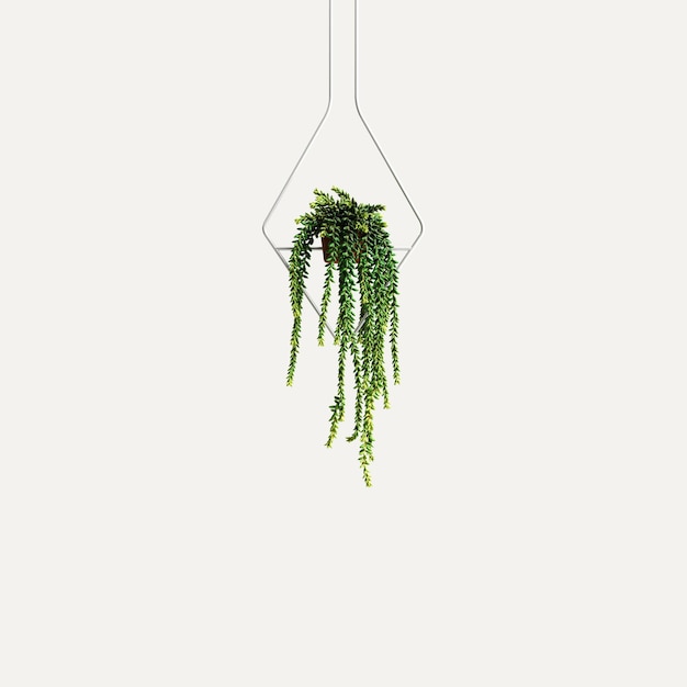 3d illustration de plante suspendue isolée sur fond blanc