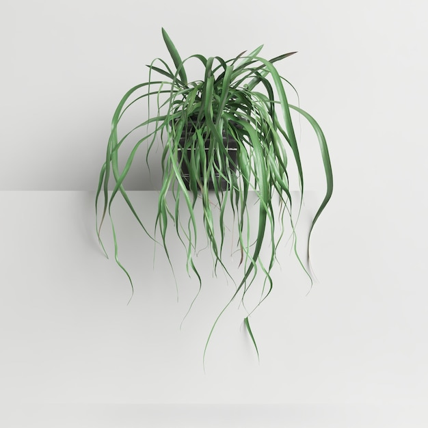 3d illustration de plante suspendue isolée sur fond blanc