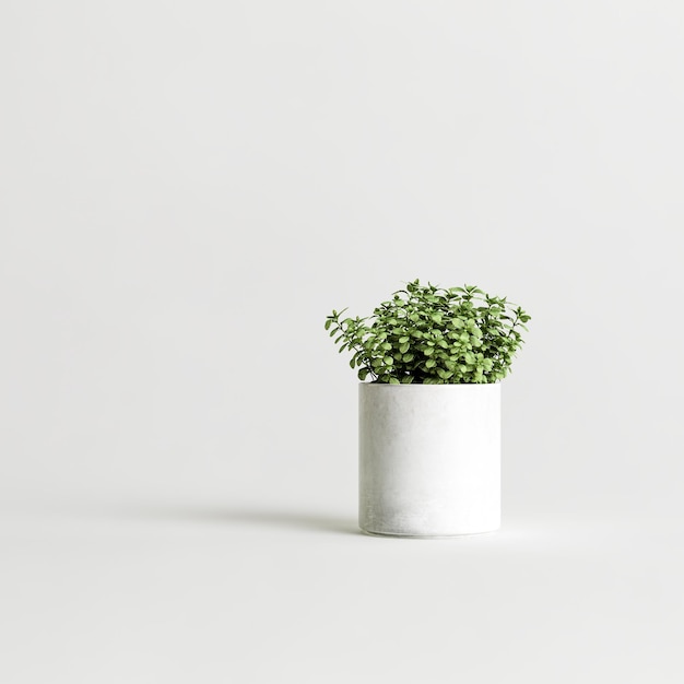 3d illustration de plantes d'intérieur isolé sur fond blanc