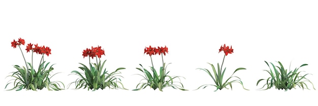 3d illustration de set amaryllidaceae bush isolé sur fond blanc