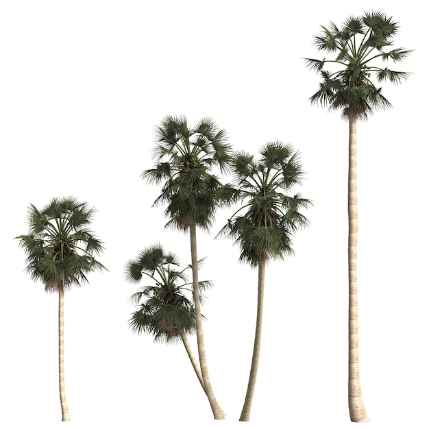 3d illustration de set borassus flabellifer palm isolé sur fond blanc