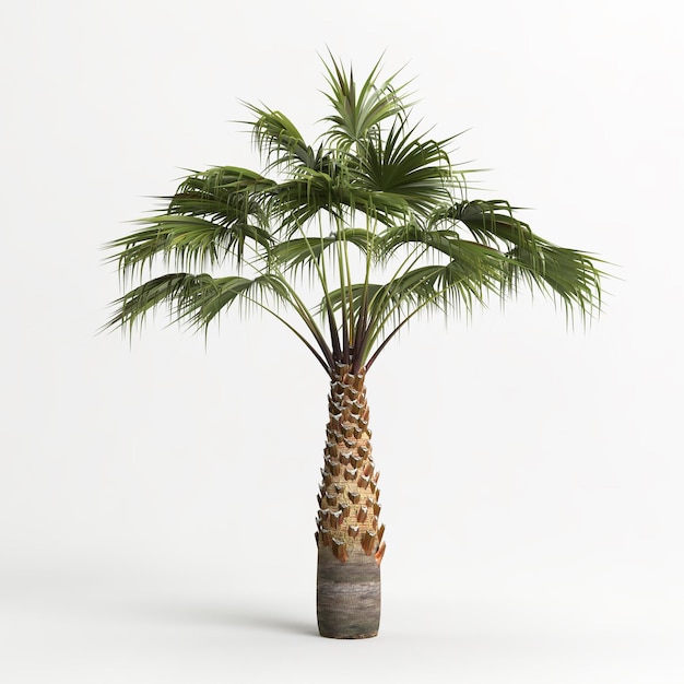 3d illustration de Washingtonia filifera arbre isolé sur fond blanc