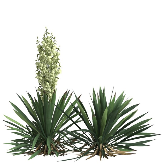 3d illustration de yucca flaccida isolé sur fond noir