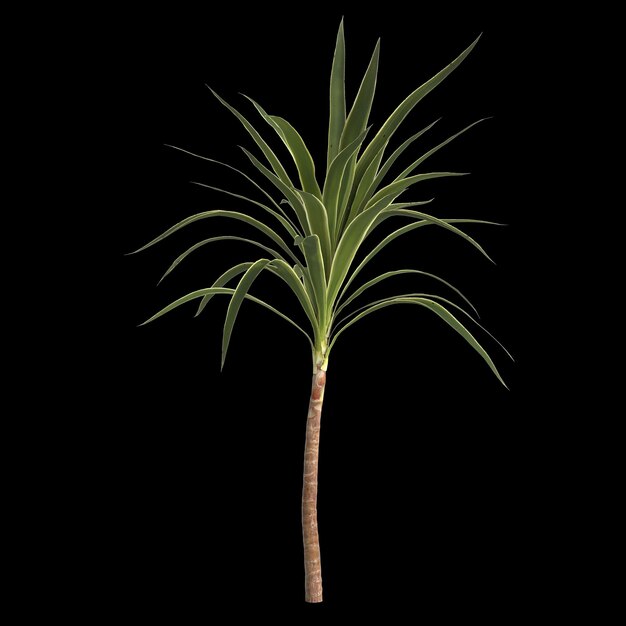 3d illustration de yucca plante isolée sur fond noir