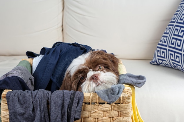 4 mois chiot shih tzu à l'intérieur d'un panier à linge