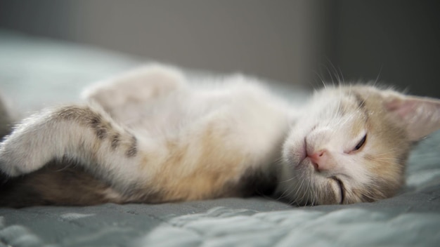 4k chaton rayé se réveille se trouve sur son dos bâille et s'étire minou regardant la caméra Concept d'adorables animaux de compagnie de chat heureux