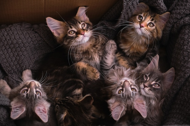 6 chatons Maine Coon multicolores dans une boîte en carton avec un regard à carreaux gris sur la caméra, vue de dessus