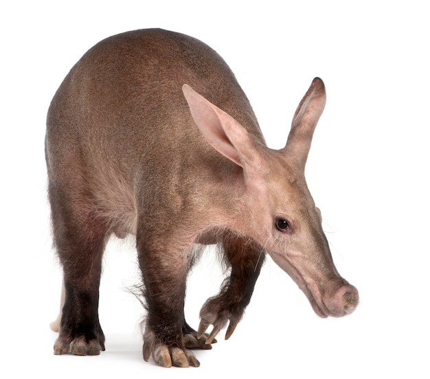 Aardvark, Orycteropus sur blanc isolé