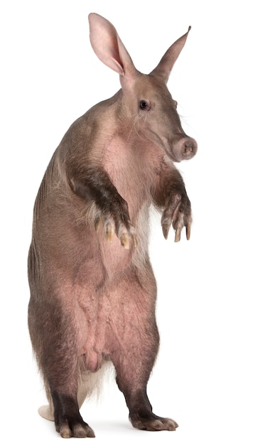 Aardvark, Orycteropus sur blanc isolé