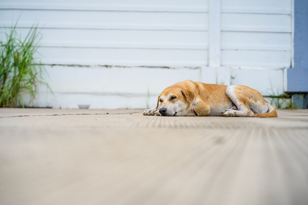 Abandonné sans-abri chien errant dormant dans la rue