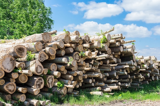 Abattage des arbres dans la forêt