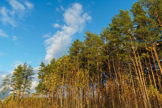 Abattage d'arbres Déforestation et récolte de bois pour l'importation Un champ sans vie après l'abattage d'arbres Paysage d'été forestier