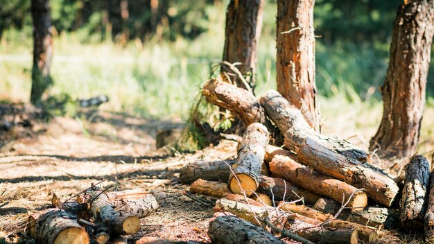 Abattage de bois d'épicéa dans la forêt. Déforestation illégale.