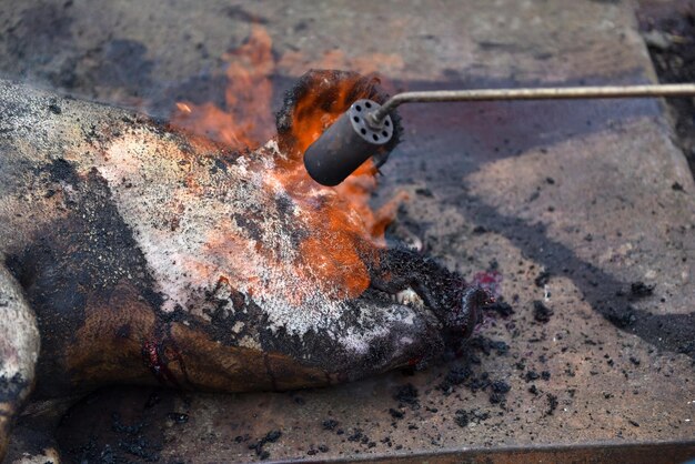 Photo abattage brûler les poils de porc avec un brûleur à gaz avant l'abattage