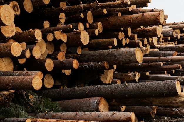 Abattage illégal d'arbres dans le concept d'écologie forestière