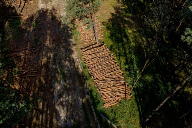 Abattre un arbre. Bûches de bois provenant d'une forêt de pins. Forêt de pins et d'épicéas. Exploitation forestière, exploitation forestière, industrie forestière. Concept de protection des forêts.