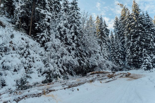 Abattre des arbres en hiver dans la neige, des troncs d'arbres enneigés, des Carpates.