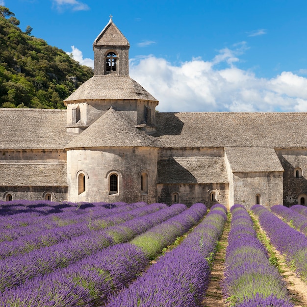 Abbaye de Sénanque et champ de lavande. Gordes, Luberon, Vaucluse, Provence, France, Europe.