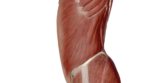 Photo l'abdomen est la partie du corps entre le thorax, la poitrine et le bassin chez l'homme et chez d'autres vertébrés.