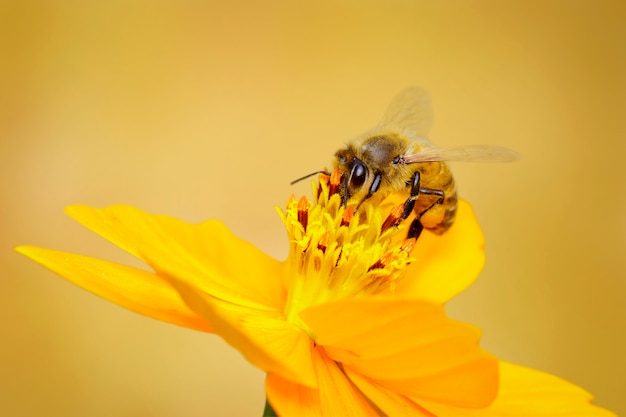 abeille ou abeille sur fleur jaune recueille le nectar. Abeille dorée sur le pollen des fleurs. Insecte. Animal