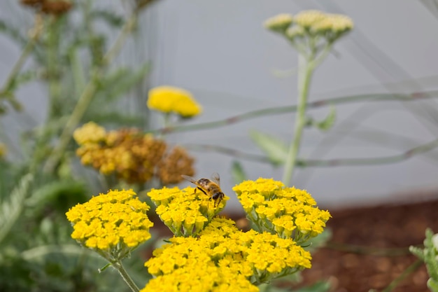 Abeille et Achillea Moonshine